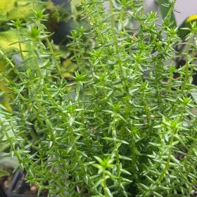 Photo of the plant species Swamp Stonecrop by @KookyCowvine62 named Bieber on Greg, the plant care app