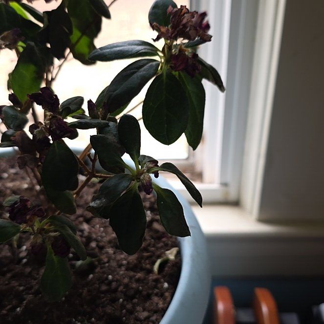 Photo of the plant species Azalea by @VaultingSeaoats named Figyonce on Greg, the plant care app