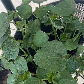 Photo of the plant species Abelmoschus Esculentus by @WiredPepper named Orwell on Greg, the plant care app