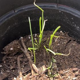 Photo of the plant species Garlic by @WiredPepper named Marilyn on Greg, the plant care app