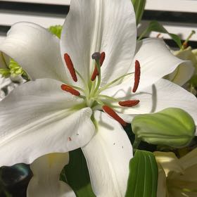 Photo of the plant species Madonna Lily by @WiredPepper named Harry on Greg, the plant care app