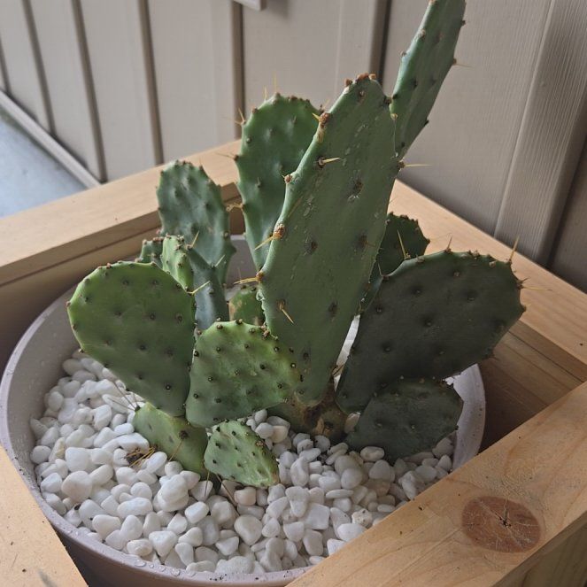 Photo of the plant species Opuntia 'Desert Ace' by @YummyXylococcus named Demi on Greg, the plant care app