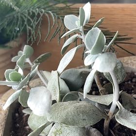 Photo of the plant species Silver Teaspoons by @GodlyRedalder named Lola on Greg, the plant care app
