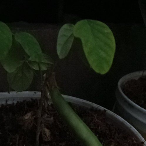 Photo of the plant species Butterfly Pea by @GoodyBrighteyes named Queen on Greg, the plant care app