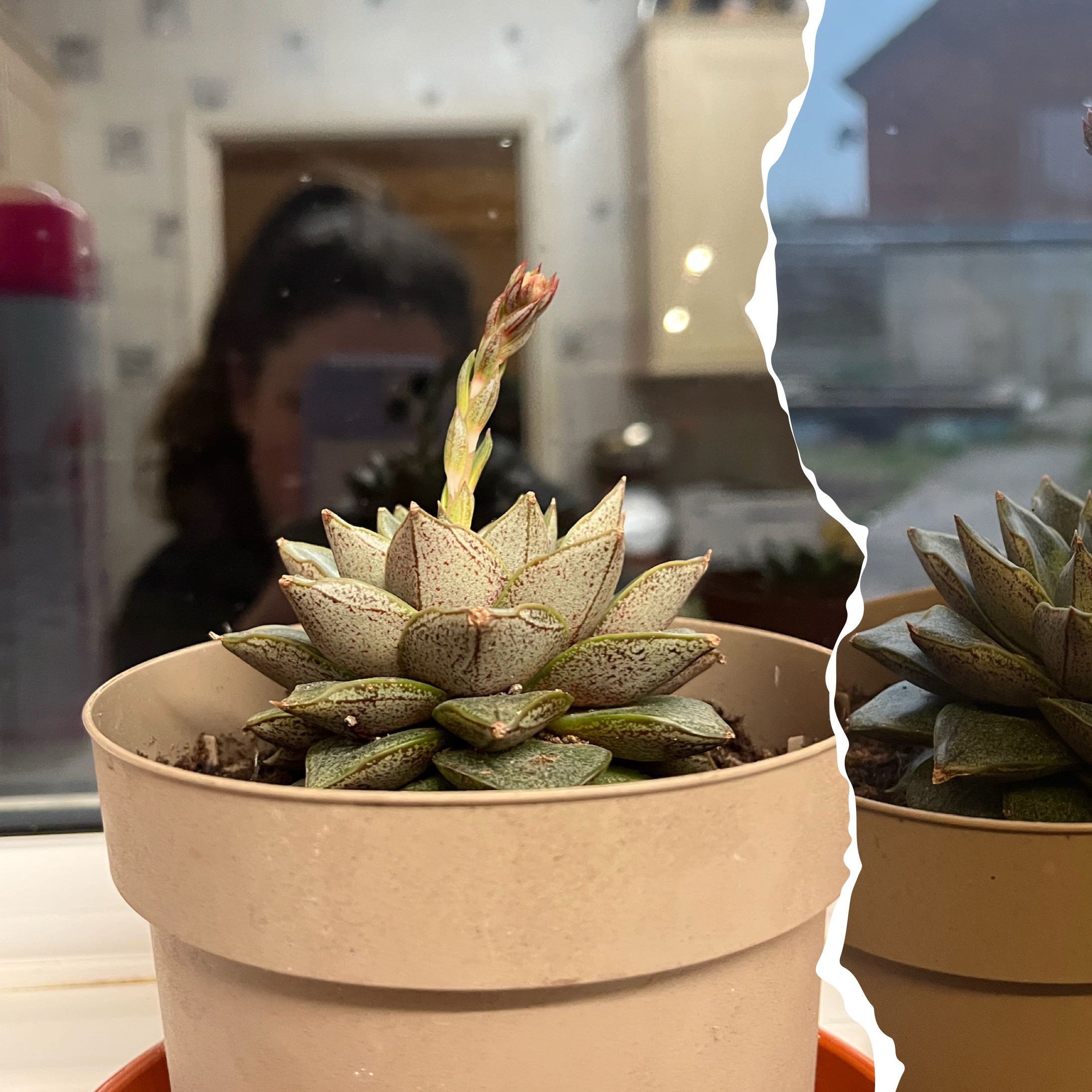 Photo of the plant species Graptopetalum purpusorum by @FunOnion75 named Harper on Greg, the plant care app