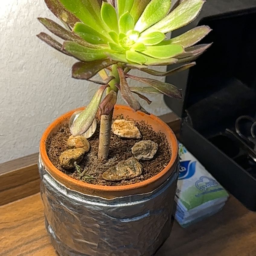 Plant care for Surreal Diamond on Greg, the plant care app