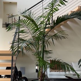 Photo of the plant species King Palm by @FitAlmond54 named MK on Greg, the plant care app