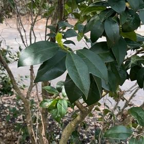 Photo of the plant species Glossy Privet by @FieryLoquat72 named Maya on Greg, the plant care app