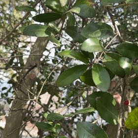 Photo of the plant species Box-Leaved Holly by @FieryLoquat72 named Leaf Erickson on Greg, the plant care app