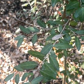 Photo of the plant species Yaupon by @FieryLoquat72 named Gates on Greg, the plant care app