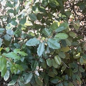 Photo of the plant species Thorny Olive by @FieryLoquat72 named Cleopatra on Greg, the plant care app