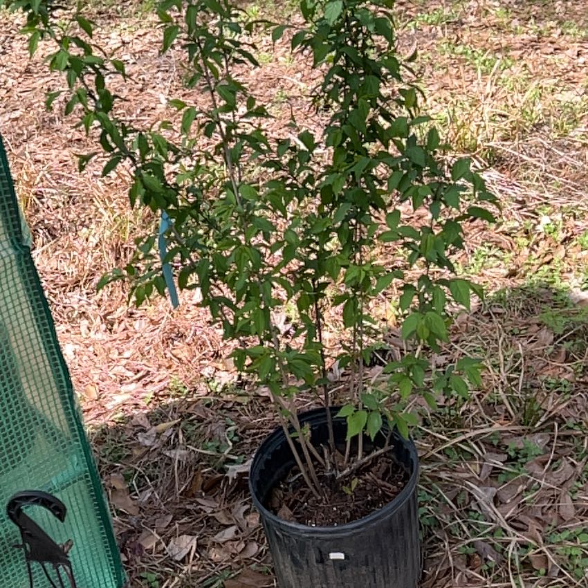 Plant care for Rose 'Gloire d'un Enfant de Hiram' on Greg, the plant care app