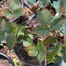 Photo of the plant species Sweetie Pie Blackberry Bush by @YesIcecaps12 named Tammy on Greg, the plant care app