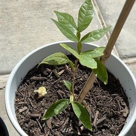 Photo of the plant species Ice Cream Bean tree by @HotshotHoupara named Baesil on Greg, the plant care app