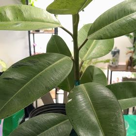 Photo of the plant species Ficus Shivereana by @Heyitsbee220 named Harmony on Greg, the plant care app