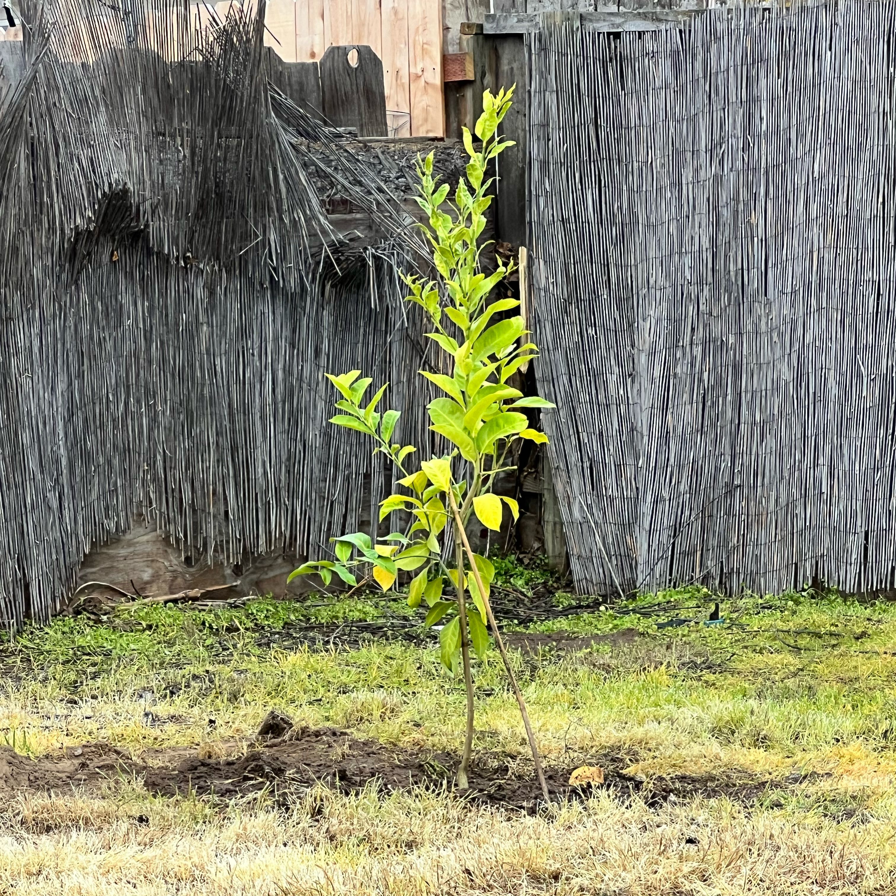 Photo of the plant species Dwarf Lisbon Lemon Tree by @ZestyRubybonnet named Bigleef Smalls on Greg, the plant care app