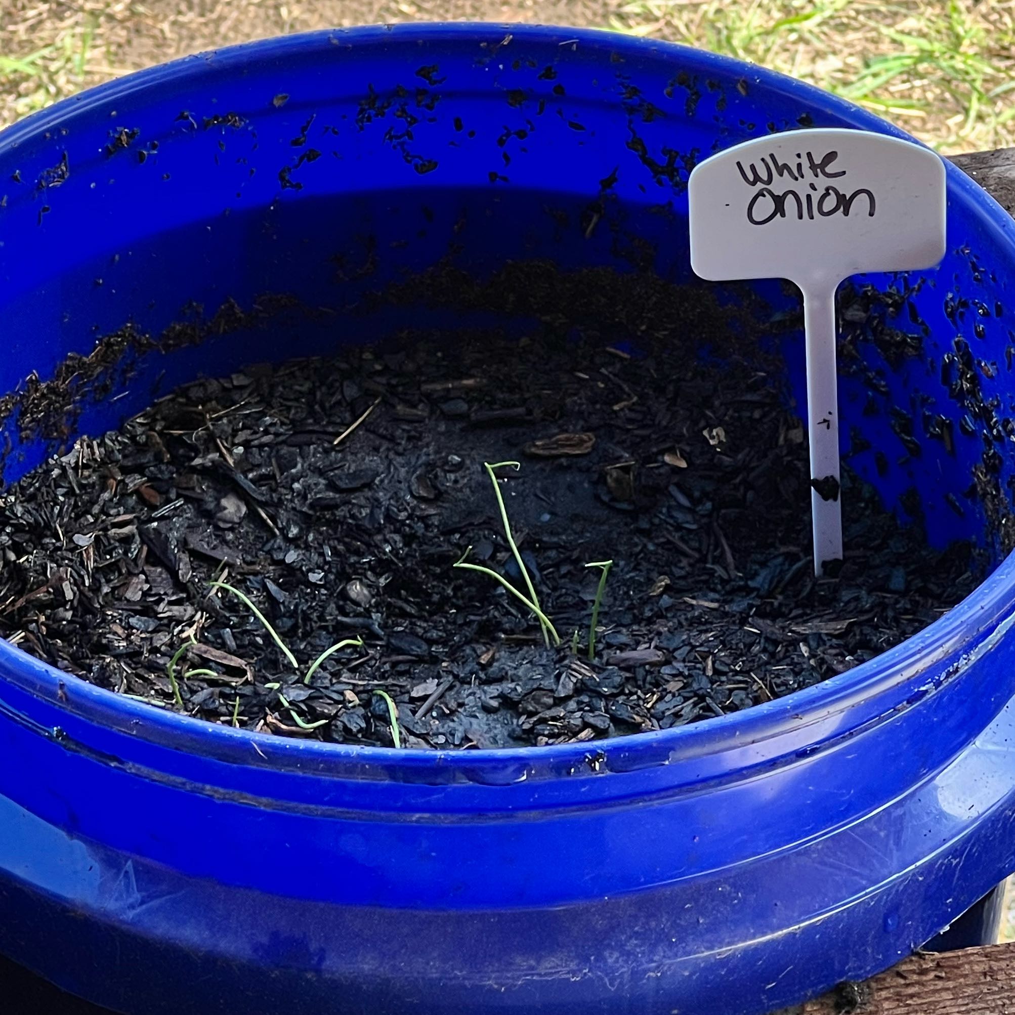 Photo of the plant species White Onion by @ZestyRubybonnet named Austen on Greg, the plant care app