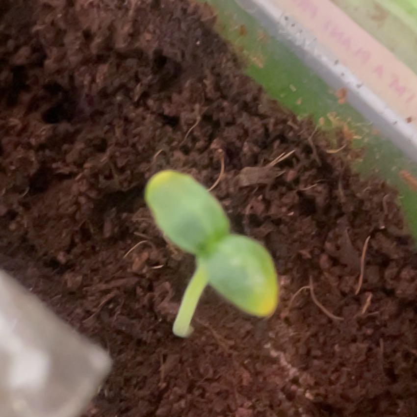 Photo of the plant species African Horned Cucumber by @BlazingKawaka6 named Figyonce on Greg, the plant care app