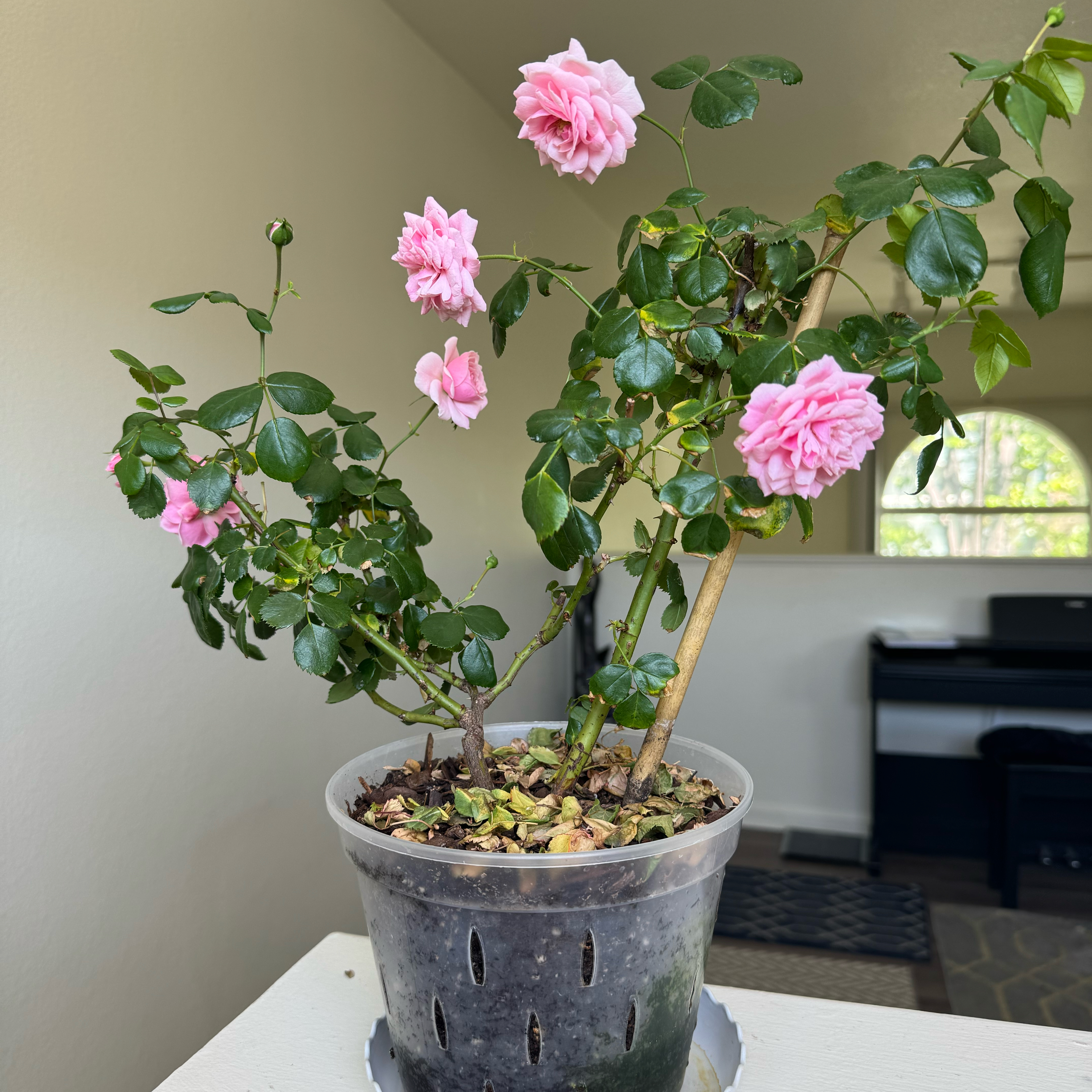 Photo of the plant species Pomponella Rose by @PetChamisa75 named Lola on Greg, the plant care app