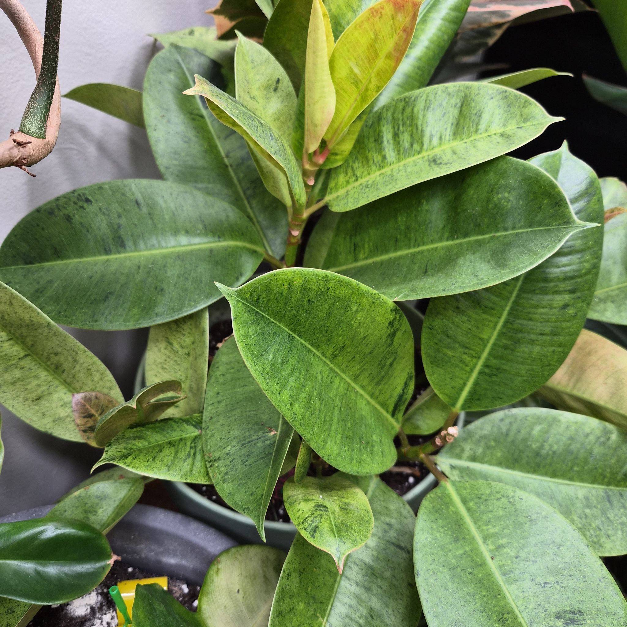 Photo of the plant species Ficus shivereana 'Moonshine' Variegated by @InkedJinx named Eve on Greg, the plant care app