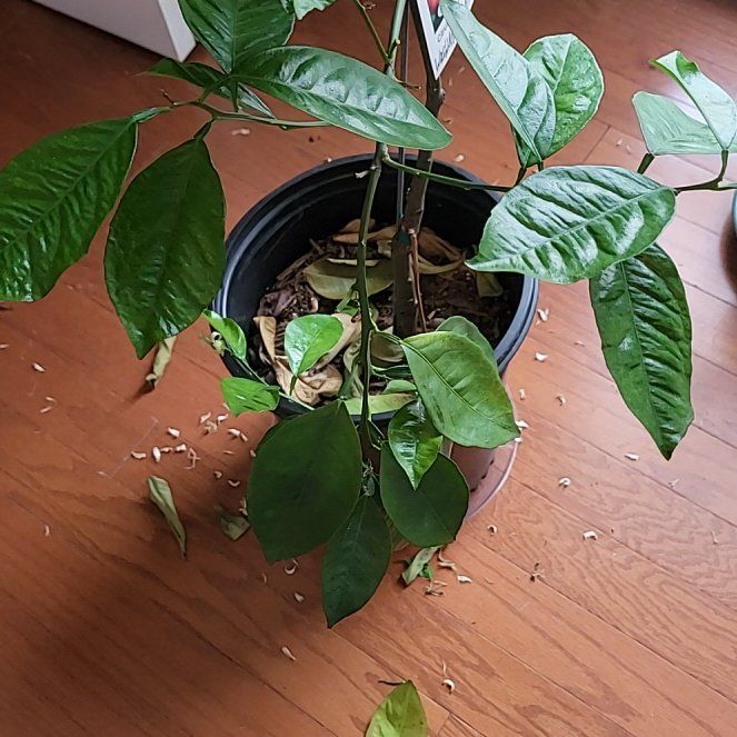 Photo of the plant species Washington Navel Orange by @RulerEmoryoak54 named Robert Plant on Greg, the plant care app