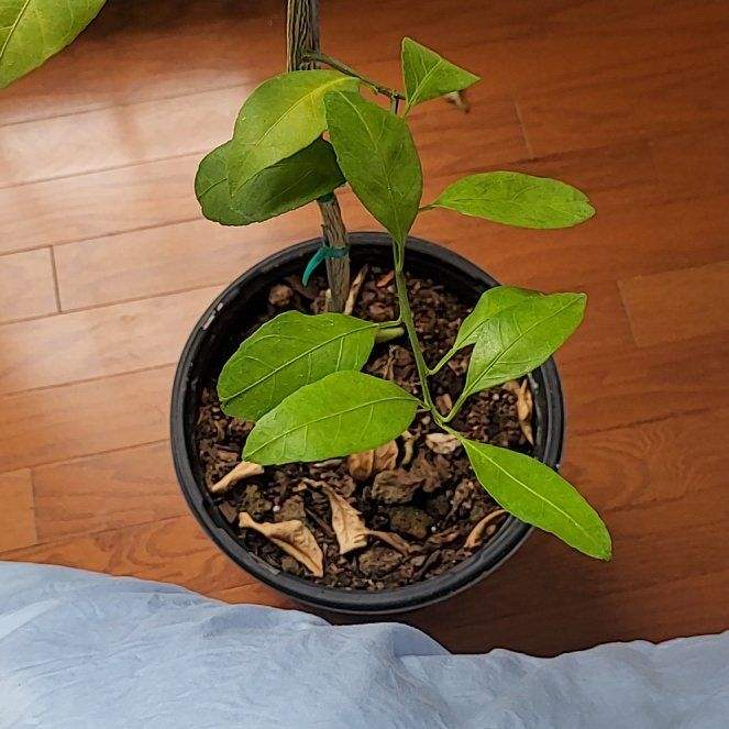 Photo of the plant species Owari Satsuma Mandarin Tree by @RulerEmoryoak54 named Apollo on Greg, the plant care app