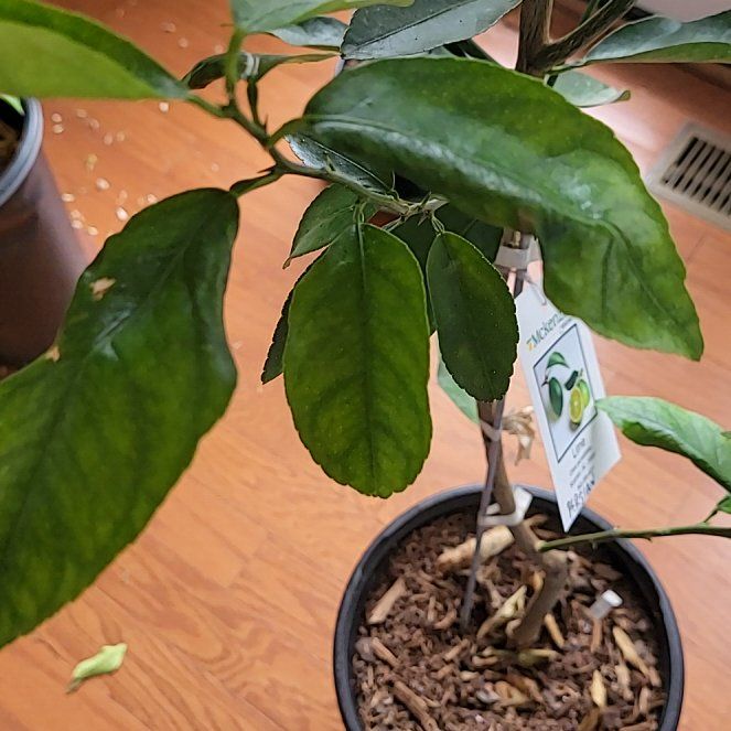 Photo of the plant species Persian Lime by @RulerEmoryoak54 named Demi on Greg, the plant care app