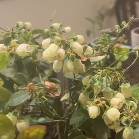 Photo of the plant species Blueberry 'Sharpblue' by @GrandSmokebush3 named Prince on Greg, the plant care app
