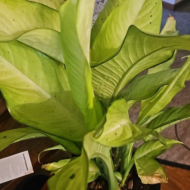 Photo of the plant species Western Skunk Cabbage by @AlwaysLilacsage named Diana on Greg, the plant care app