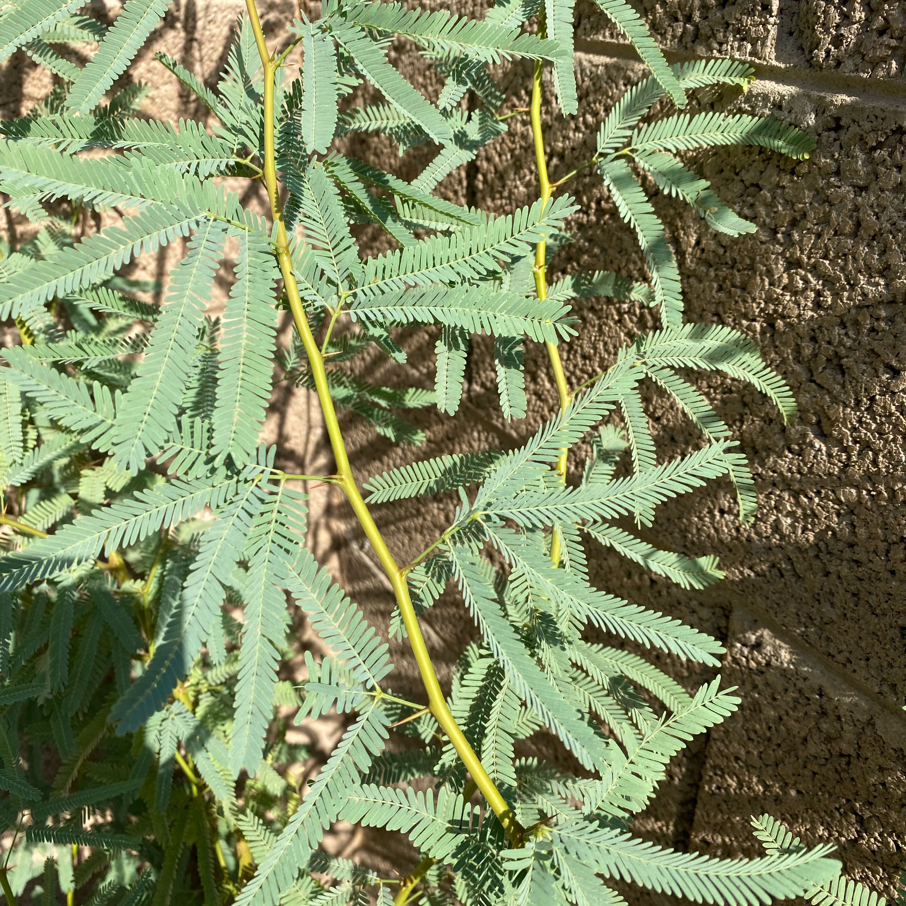 Photo of the plant species Blackwood by @SubtleSalad named Sir Plancelot on Greg, the plant care app