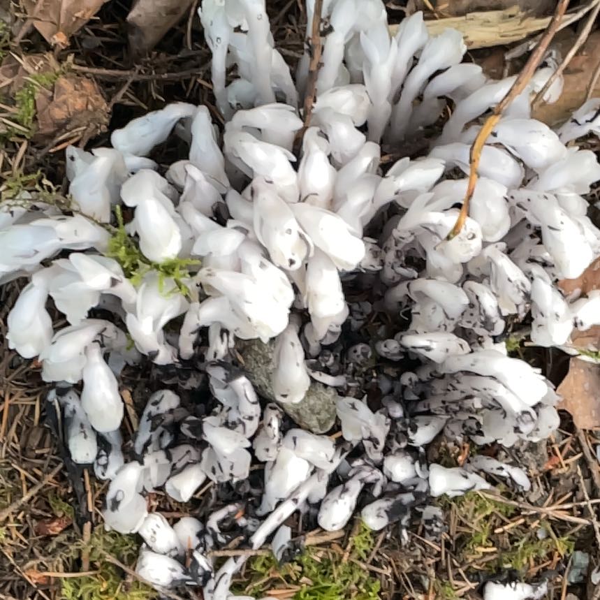 Photo of the plant species Indian Pipe by @SilkyKale17 named Kendall on Greg, the plant care app