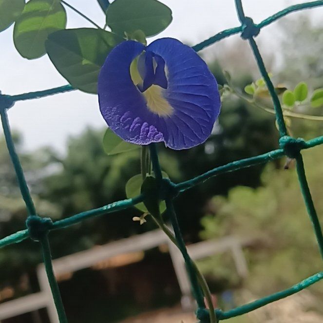 Photo of the plant species Blue Pea Vine by @ReveredGerbera named Harper on Greg, the plant care app