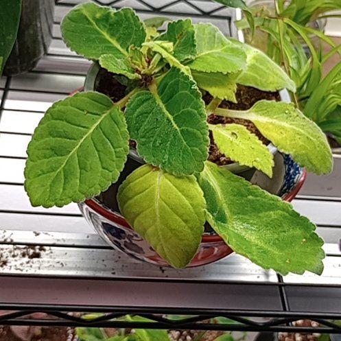 Photo of the plant species Sinningia 'Lovely' by @ReveredYuzu74 named Emerson on Greg, the plant care app