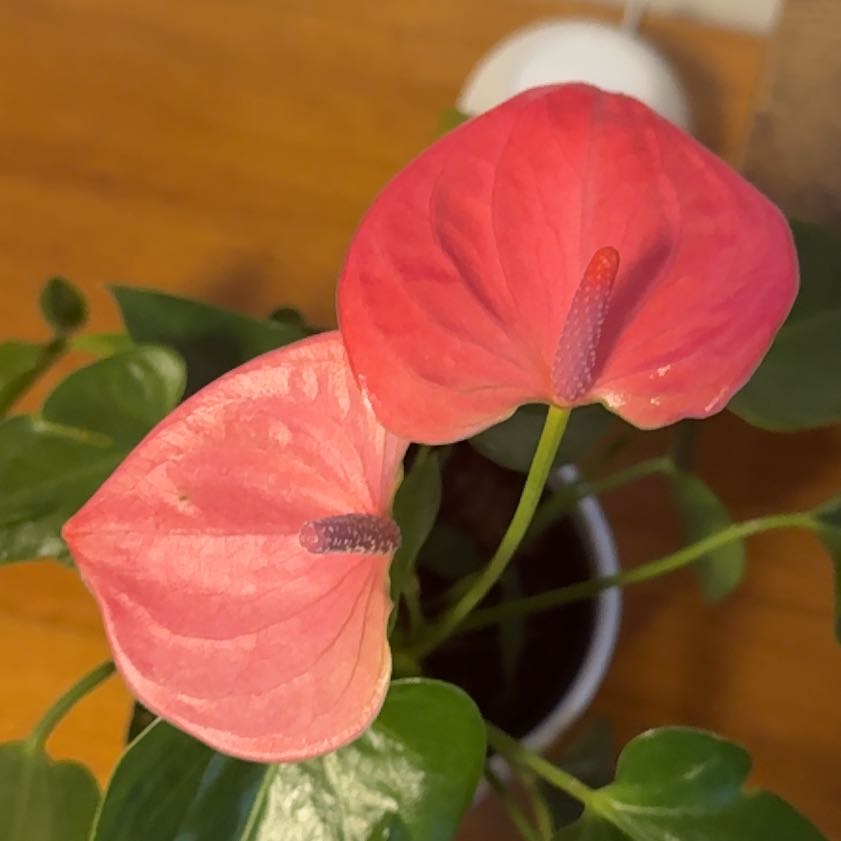 Photo of the plant species Pink Anthurium by @JMR named Flamingo on Greg, the plant care app