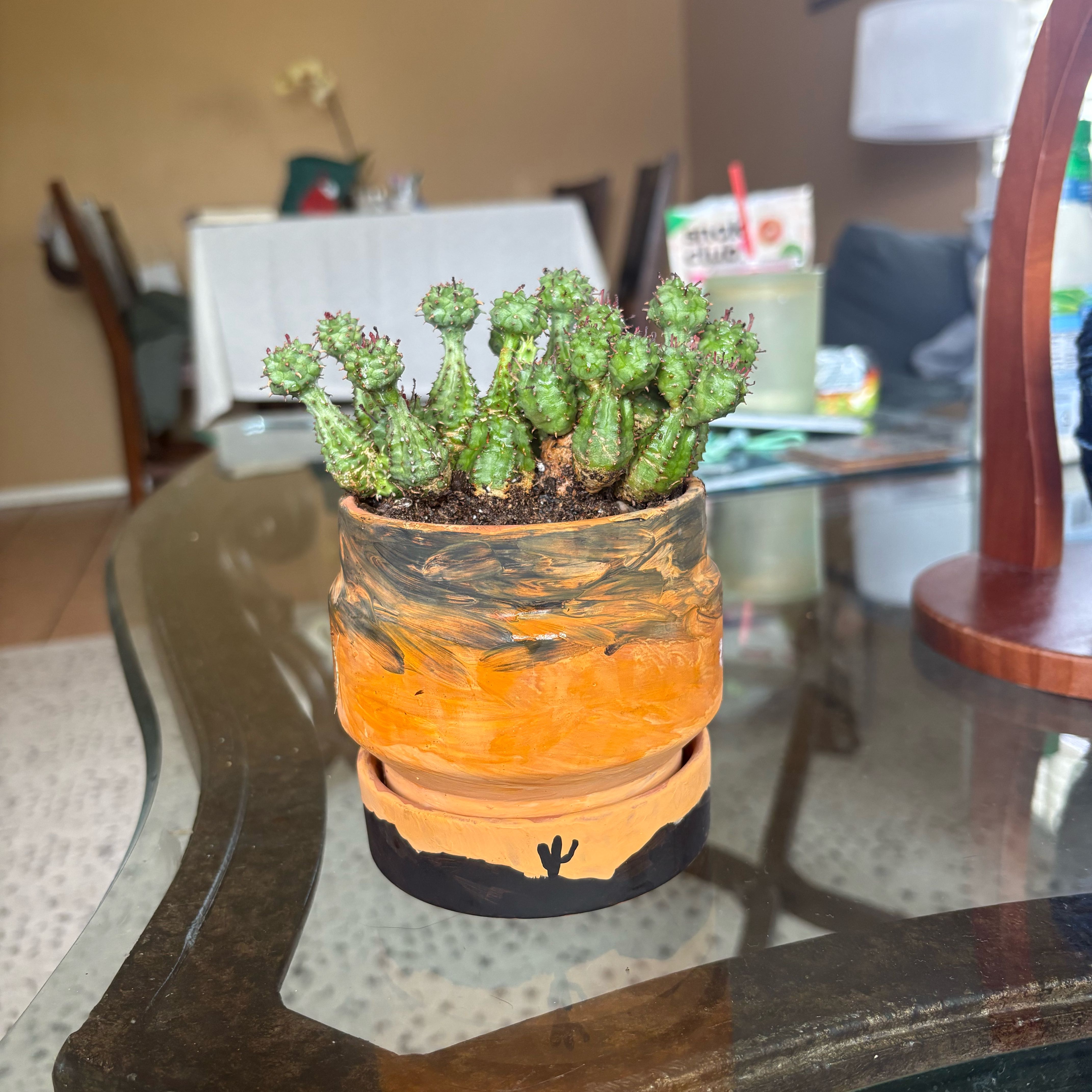 Photo of the plant species Euphorbia submammillaris by @HipPepper94 named McKinley on Greg, the plant care app