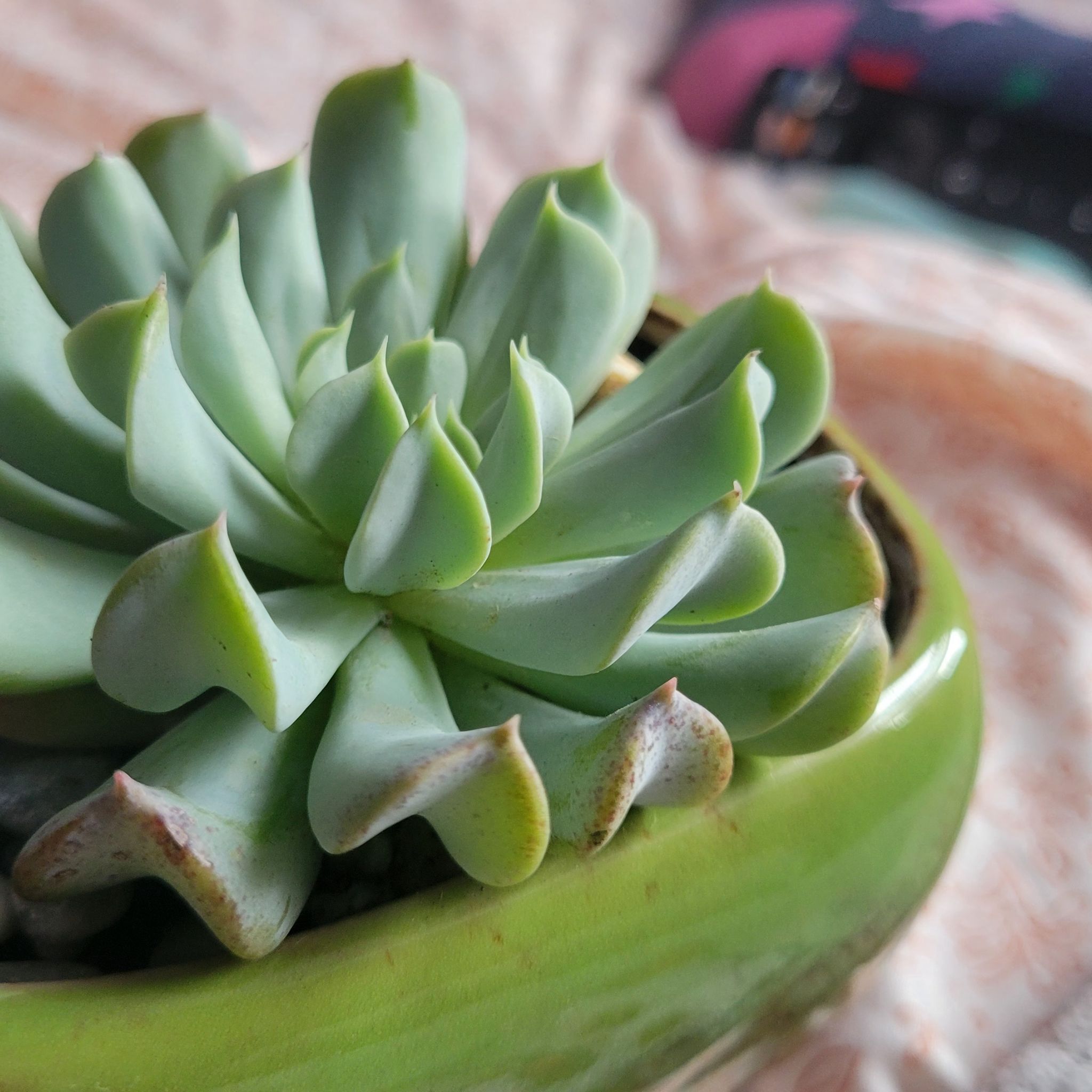 Photo of the plant species Echeveria 'Cloud' by @mariepotatopot named 구름 on Greg, the plant care app