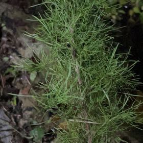 Photo of the plant species Dog Fennel by @RealSeamango89 named Willow on Greg, the plant care app