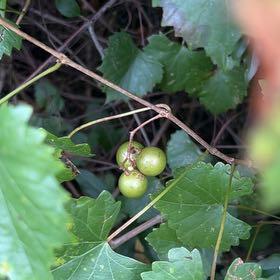 Photo of the plant species Muscadine Grape by @RealSeamango89 named Madonna on Greg, the plant care app