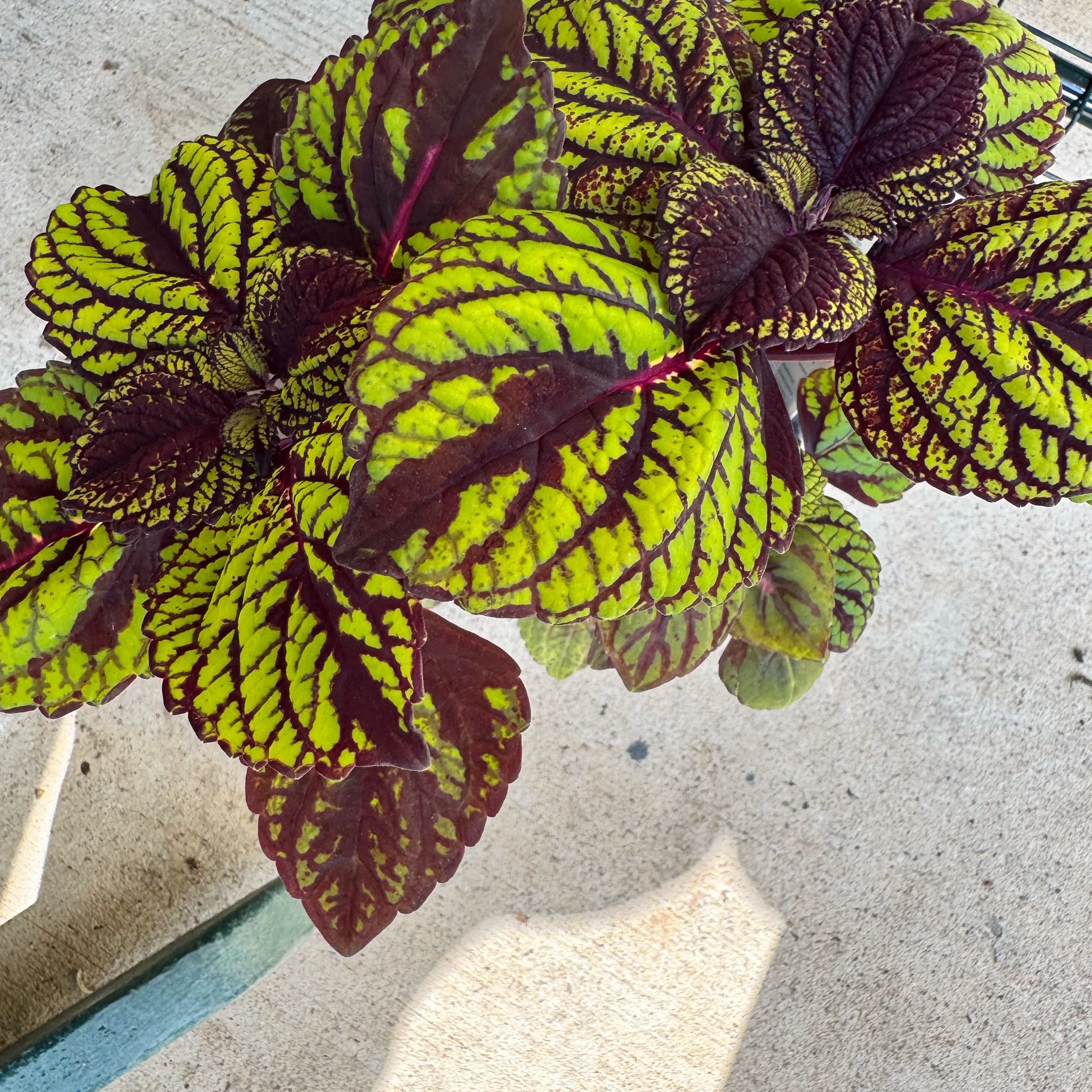 Photo of the plant species Coleus 'Fishnet Stockings' by @I_forgot named Scarlett on Greg, the plant care app