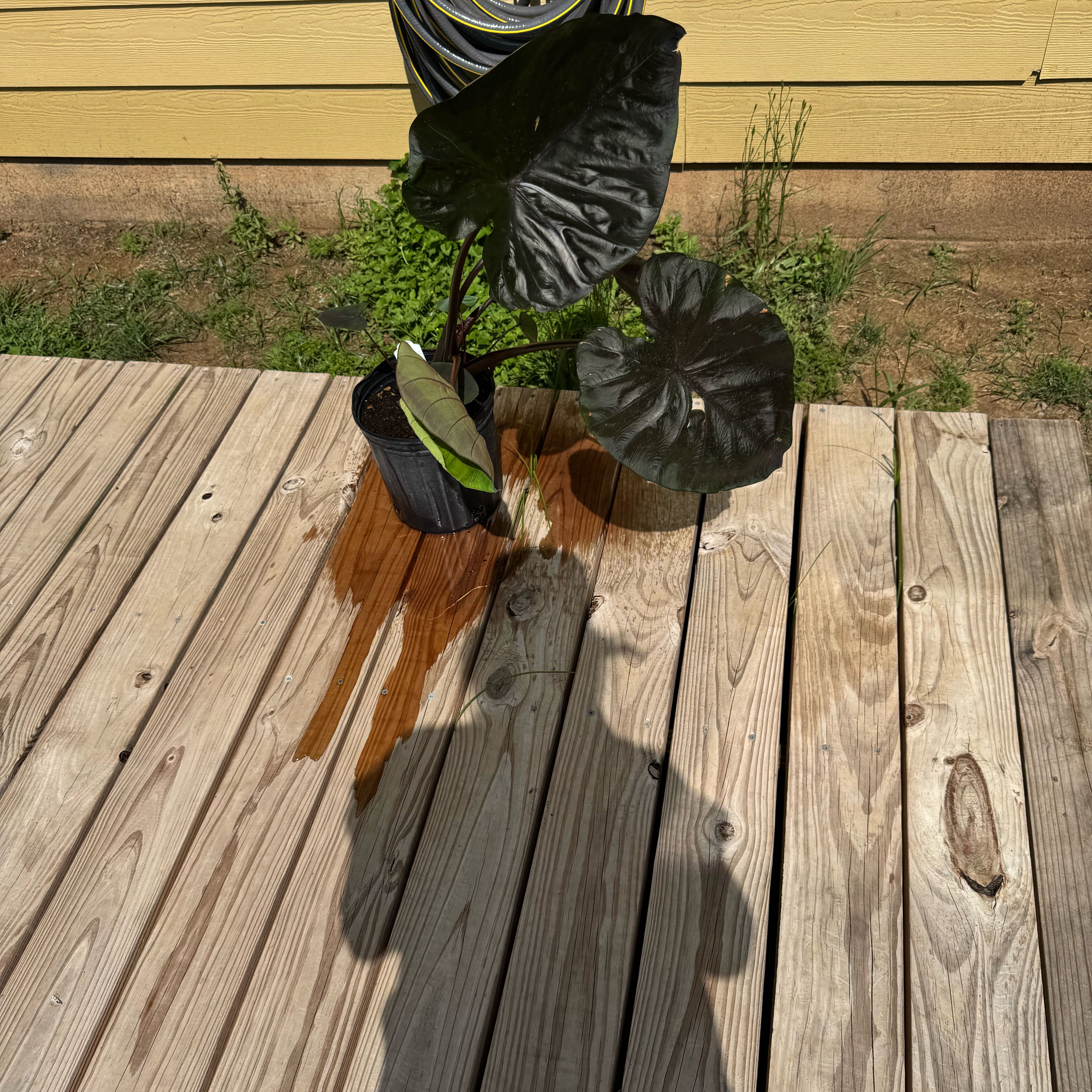 Photo of the plant species Black Coral Elephant Ear by @I_forgot named Morticia on Greg, the plant care app