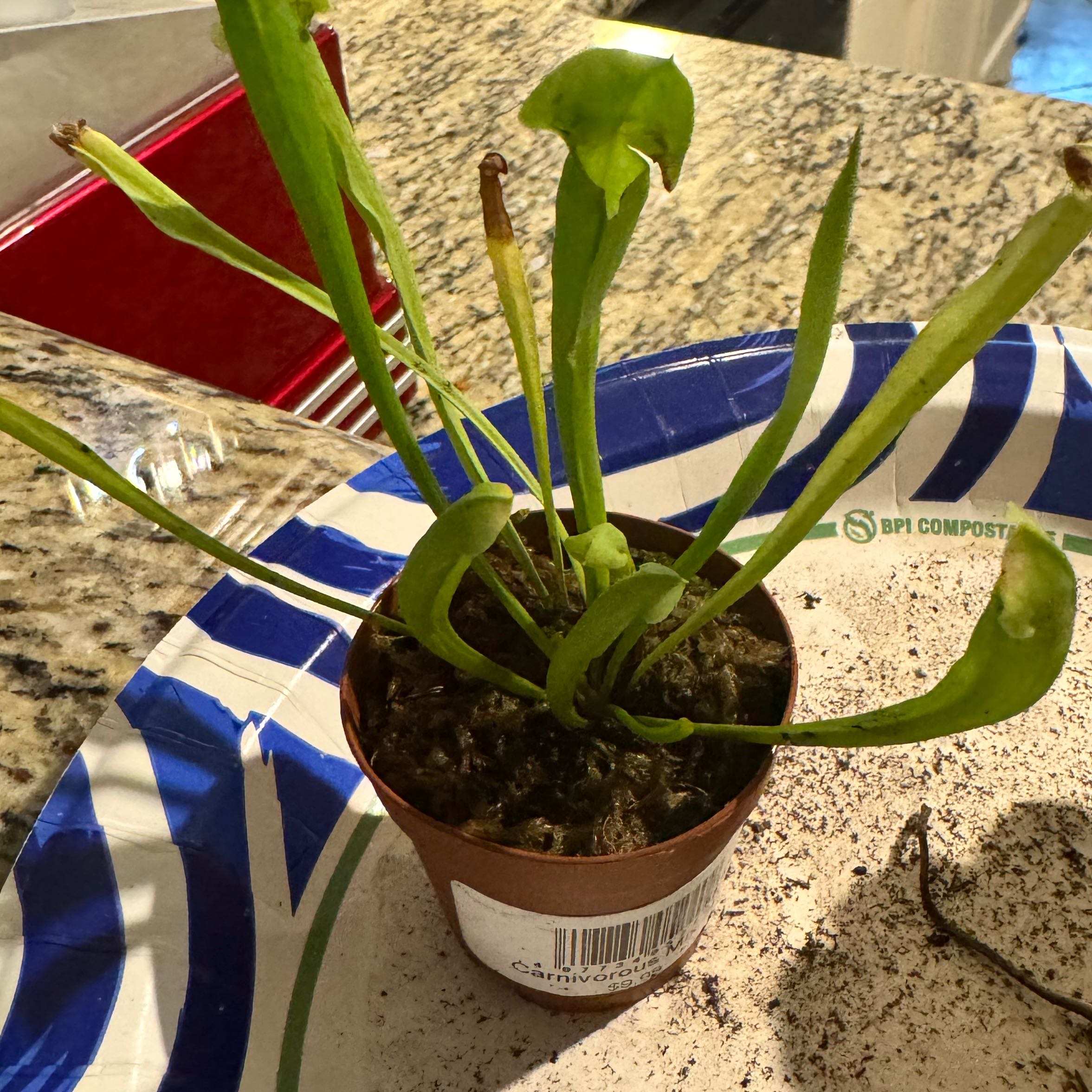 Photo of the plant species Pitcher Plant by @I_forgot named Oscar on Greg, the plant care app