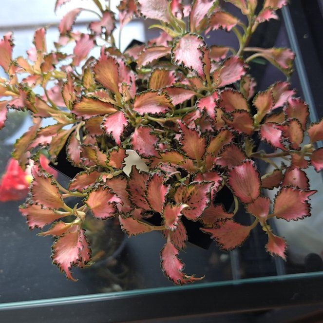 Photo of the plant species Nerve Plant by @NewCacto13 named Fernie Saunders on Greg, the plant care app
