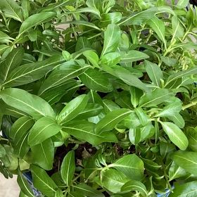 Photo of the plant species Herbaceous Periwinkle by @FreeBigmuhly74 named Polly Prissypants on Greg, the plant care app