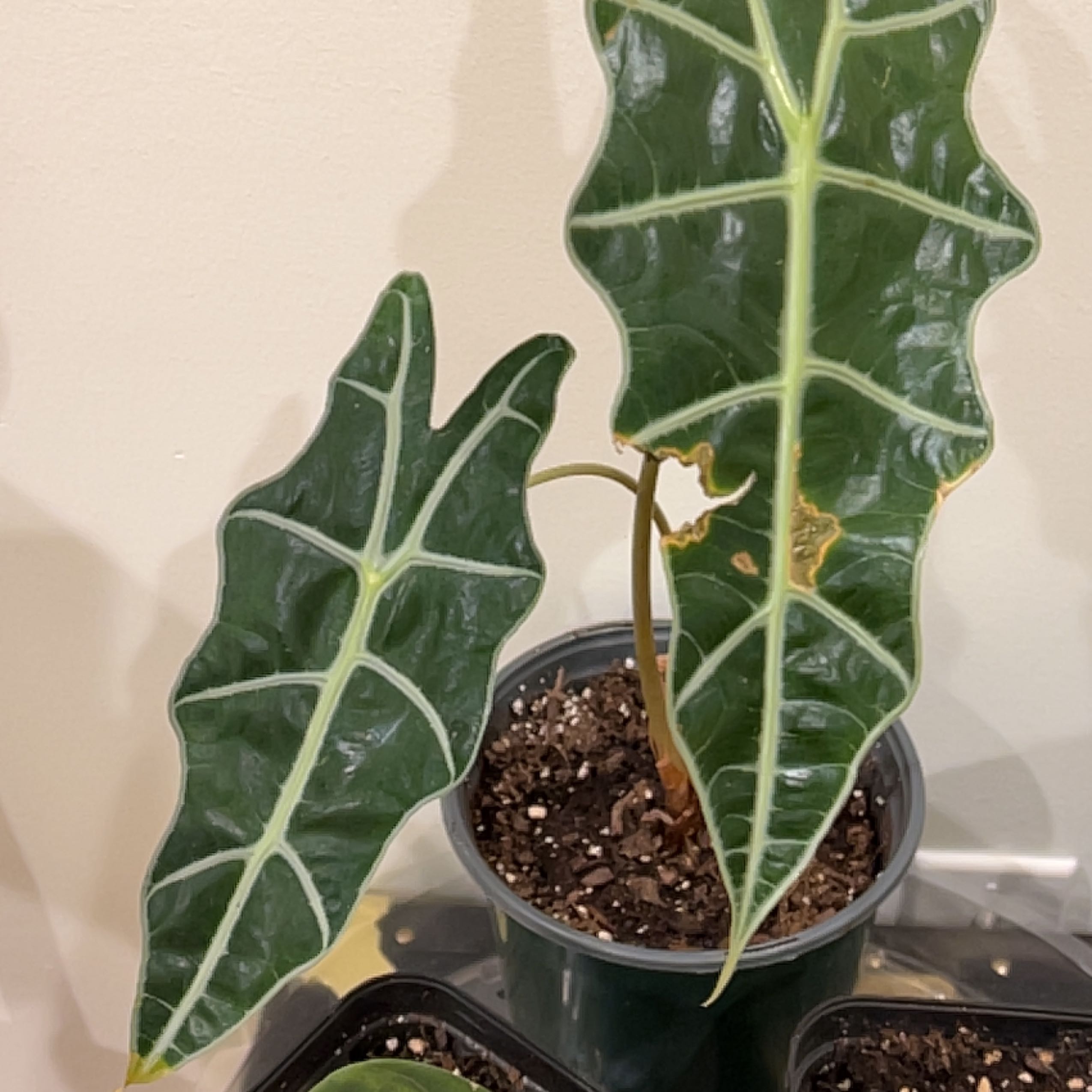 Alocasia Amazonica 'Polly' plant with dark green leaves and white veins. Some browning on leaf edges.