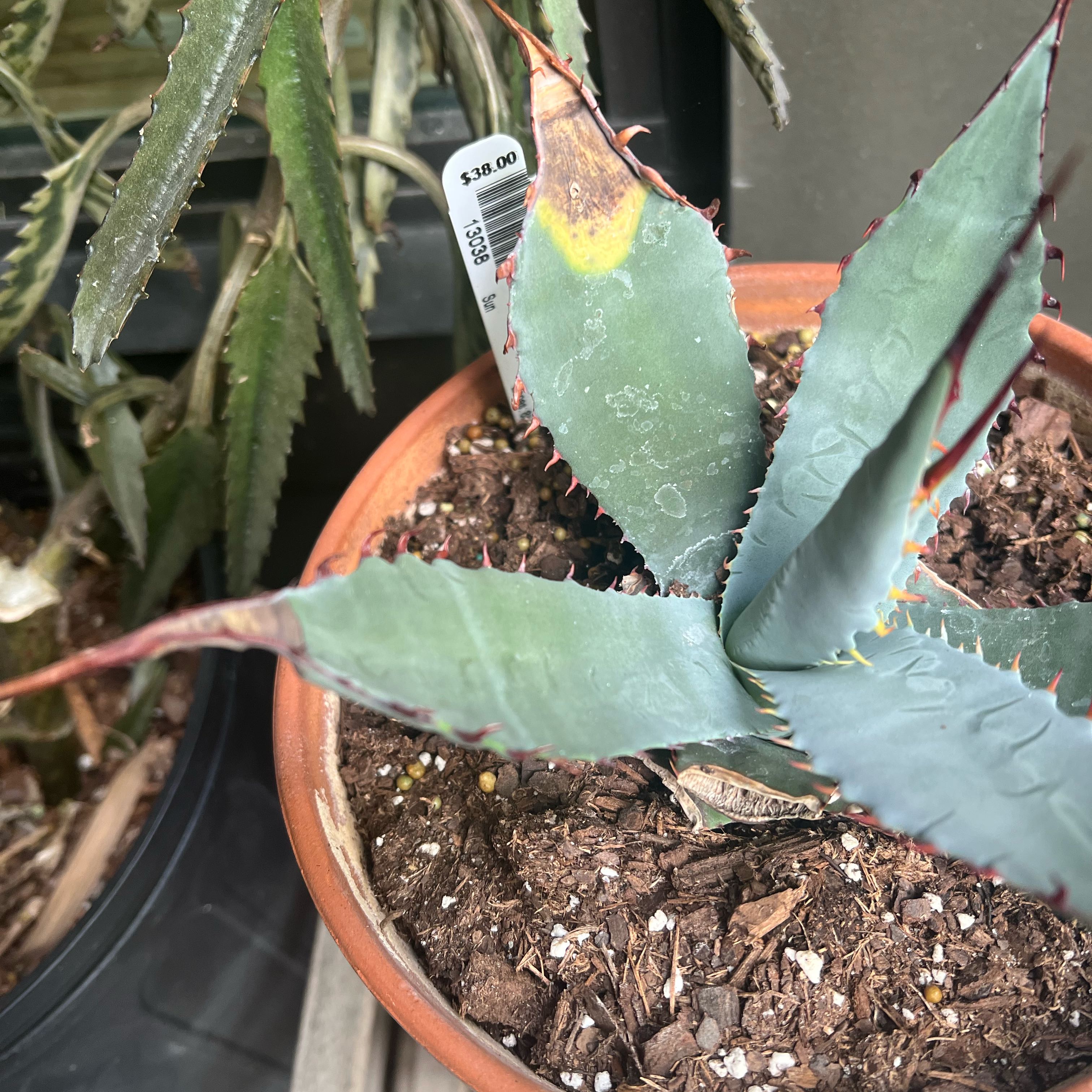 Photo of the plant species Palmer's Century Plant by Samuel named Gates on Greg, the plant care app