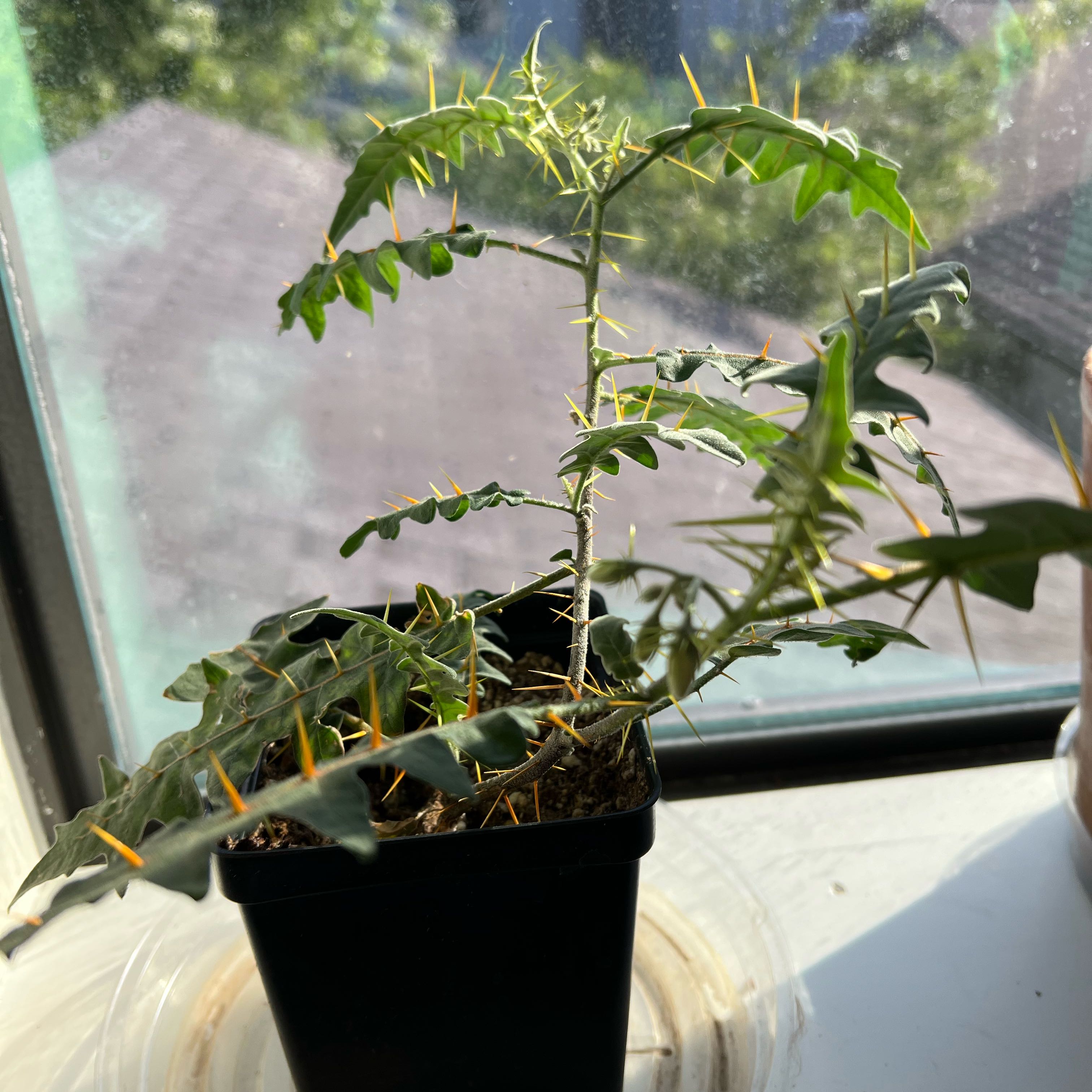 Photo of the plant species Porcupine Tomato by Samuel named Austen on Greg, the plant care app