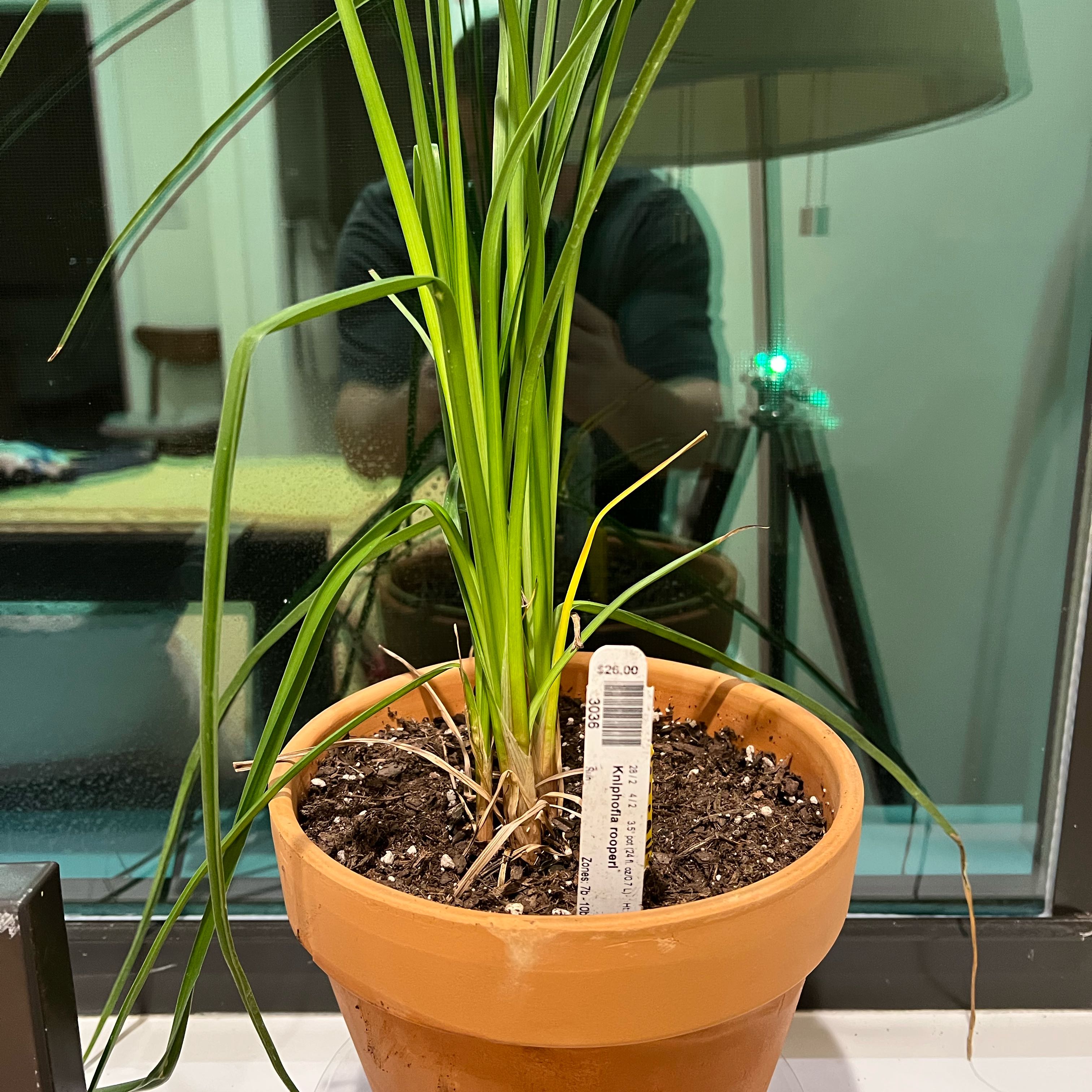 Photo of the plant species Red Hot Poker by Samuel named Nemo on Greg, the plant care app