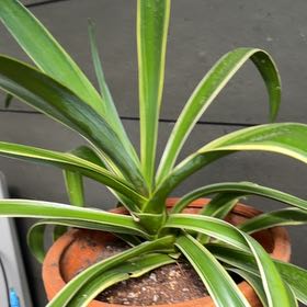 Photo of the plant species Mangave by Samuel named Willow on Greg, the plant care app