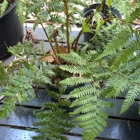 Photo of the plant species Lacy Tree Fern by Samuel named Treeyoncé on Greg, the plant care app