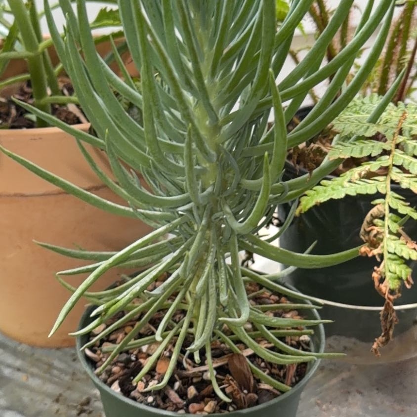 Photo of the plant species Narrow-Leaf Chalksticks by Samuel named Robert Plant on Greg, the plant care app